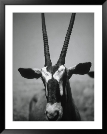 Gazelle Framed Print Gazelle Framed Print