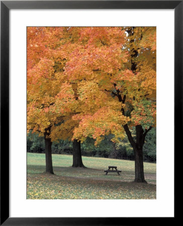 Autumn Foliage In A Park Framed Print Autumn Foliage In A Park Framed Print