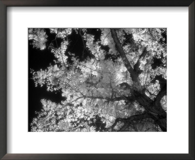 black and white pictures of trees. Black and White Infrared Image