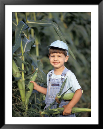 Little Boy Picking Corn Framed Print Little Boy Picking Corn Framed Print