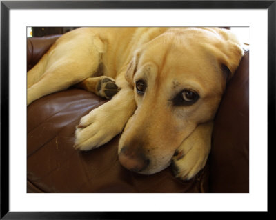 Dog lying down Framed Print Dog lying down Framed Print