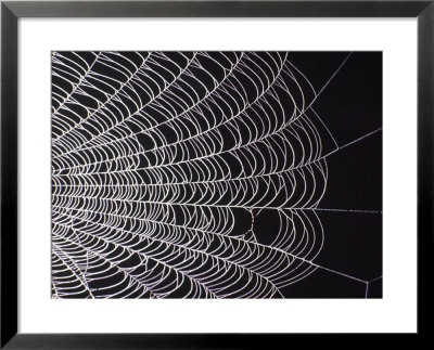 Spider Web Framed Print Spider Web Framed Print