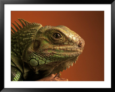 Iguana Framed Print Iguana Framed Print