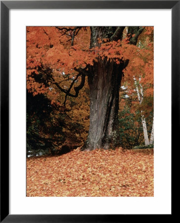 Fall foliage, Vermont Framed Print Fall foliage, Vermont Framed Print
