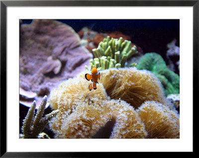 Clown Fish Framed Print Clown Fish Framed Print