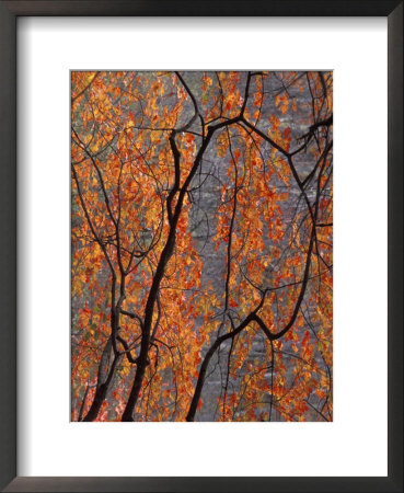 Fall Foliage Framed Print Fall Foliage Framed Print