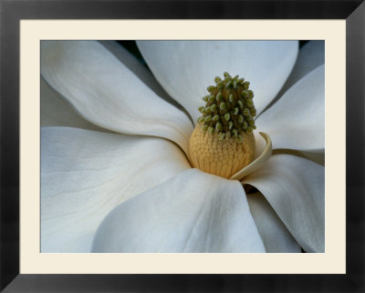 southern magnolia tree pictures. southern magnolia tree facts.