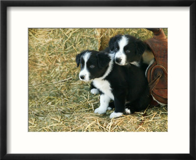 border collie puppies. Border Collie Puppies Framed
