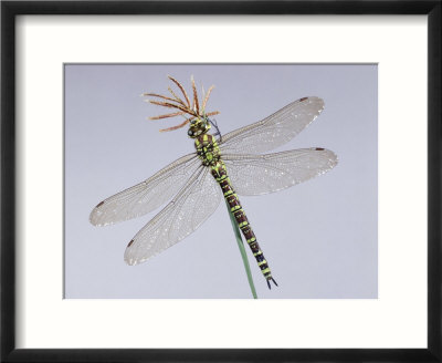 Hawker+dragonflies+uk