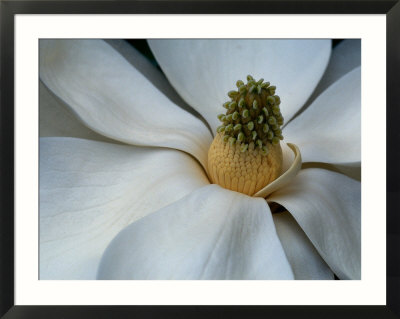 southern magnolia tree pictures. southern magnolia tree