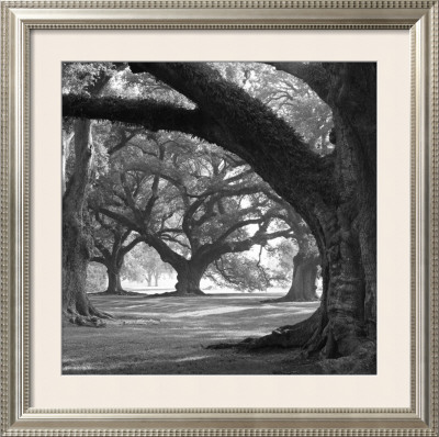 Oak Alley, West Row Framed Print Oak Alley, West Row Framed Print