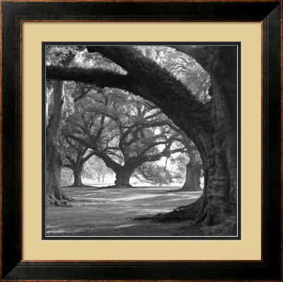Oak Alley, West Row Framed Print Oak Alley, West Row Framed Print