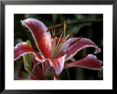 Lilium (Star Gazer) Framed Print Lilium (Star Gazer) Framed Print