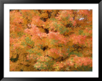 Fall Foliage Framed Print Fall Foliage Framed Print