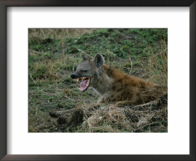 A yawning spotted hyena Framed Print A yawning spotted hyena Framed Print