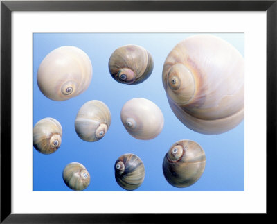 Moon Snail Framed Print Moon Snail Framed Print