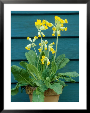 Primula Veris (Cowslip) Framed Print Primula Veris (Cowslip) Framed Print
