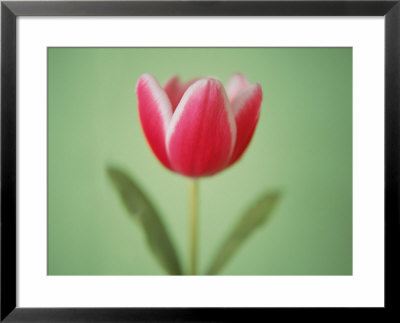 Cerise Framed Print Cerise Framed Print