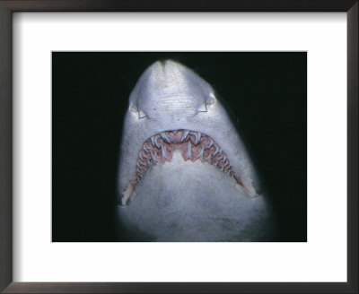 shark teeth rows. sandtiger shark teeth