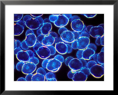 Pine Tree Pollen Framed Print Pine Tree Pollen Framed Print