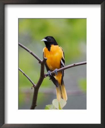 Male Baltimore Oriole Framed Print Male Baltimore Oriole Framed Print
