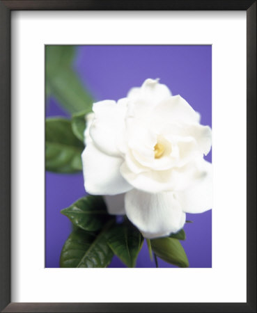 Gardenia Framed Print Gardenia Framed Print