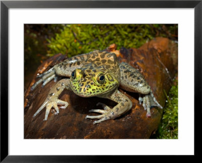 Bullfrog on Log Framed Print Bullfrog on Log Framed Print