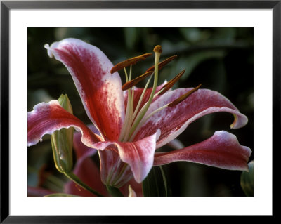 Lilium (Star Gazer) Framed Print Lilium (Star Gazer) Framed Print