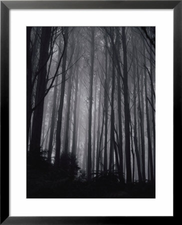 Mountain ash trees Framed Print Mountain ash trees Framed Print