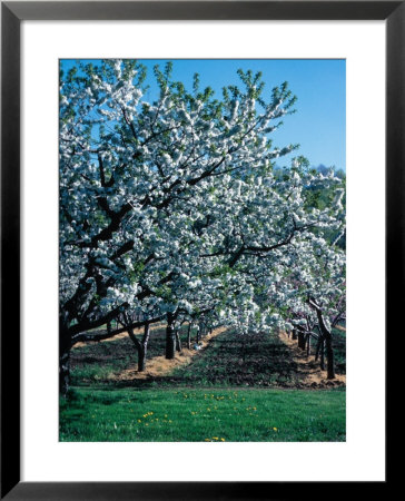 Blossoming Orchard Framed Print Blossoming Orchard Framed Print