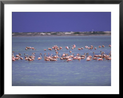 Flamingoes, Bonaire Framed Print Flamingoes, Bonaire Framed Print