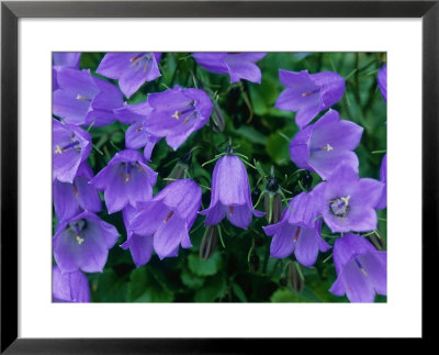 Fairies Thimbles Framed Print Fairies Thimbles Framed Print