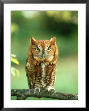 Eastern Screech Owl. Eastern Screech Owl, Red Phase