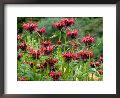 Monarda (Squaw) Framed Print Monarda (Squaw) Framed Print