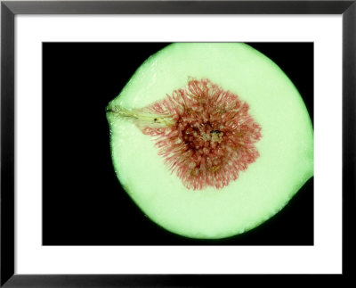 Fig Wasp, Belize Framed Print Fig Wasp, Belize Framed Print