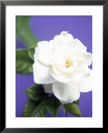 Gardenia Framed Print Gardenia Framed Print