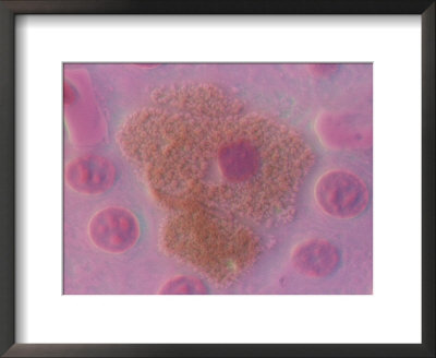 +in+an+animal+cell animal cell microscope. +in+an+animal+cell
