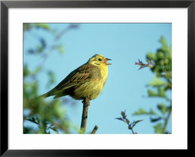 Yellowhammer Framed Print Yellowhammer Framed Print