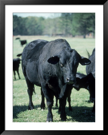 Bragus Bull Framed Print Bragus Bull Framed Print