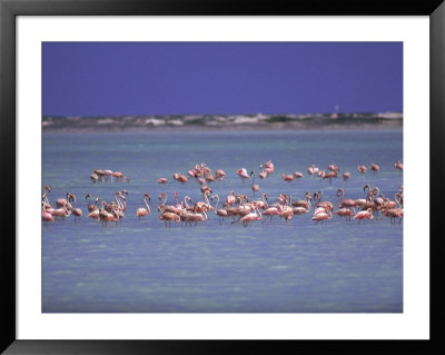 Flamingoes, Bonaire Framed Print Flamingoes, Bonaire Framed Print