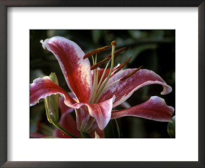Lilium (Star Gazer) Framed Print Lilium (Star Gazer) Framed Print