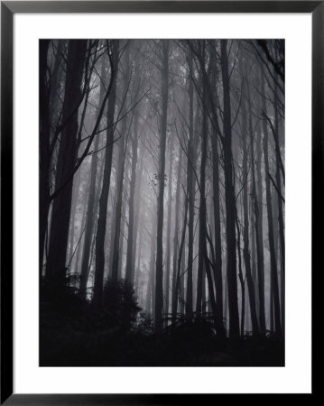 Mountain ash trees Framed Print Mountain ash trees Framed Print