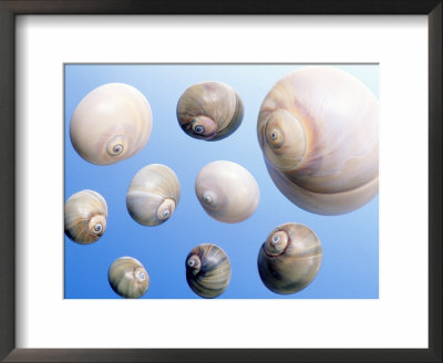 Moon Snail Framed Print Moon Snail Framed Print