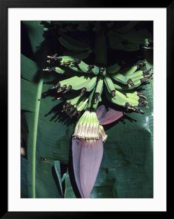 Tropical Banana Tree Framed Print Tropical Banana Tree Framed Print