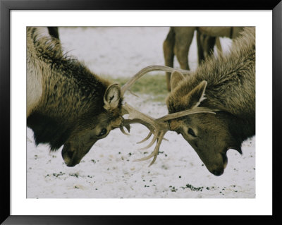 Sparring elk Framed Print Sparring elk Framed Print