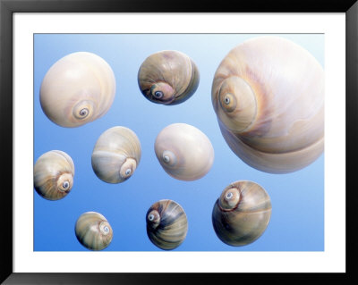 Moon Snail Framed Print Moon Snail Framed Print