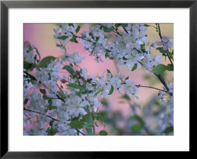 weeping cherry tree pictures. weeping cherry tree leaves.
