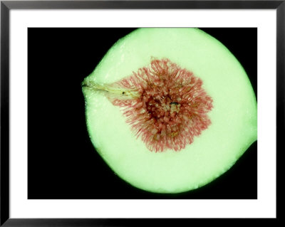 Fig Wasp, Belize Framed Print Fig Wasp, Belize Framed Print