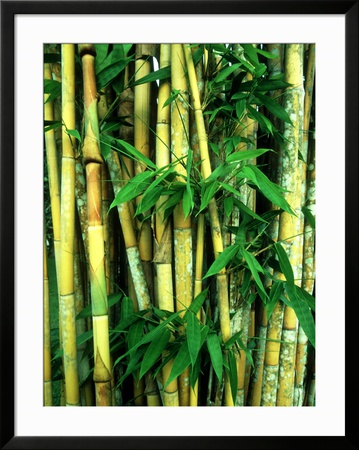 Bamboo, Sumatra Framed Print Bamboo, Sumatra Framed Print