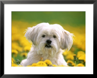 Lhasa Apso Framed Print Lhasa Apso Framed Print